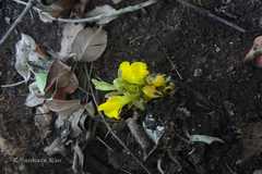 Curcuma neilgherrensis
